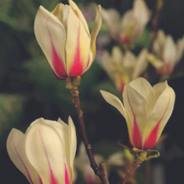 Magnolia concinna 'Sunrise' - magnólia - CS24