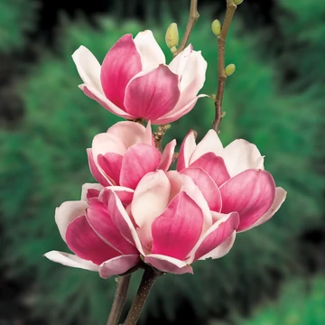 Magnolia soulangeana 'Satisfaction' - magnólia - CS23