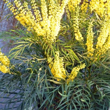 Mahonia eurybracteata 'Soft Caress' - mahónia