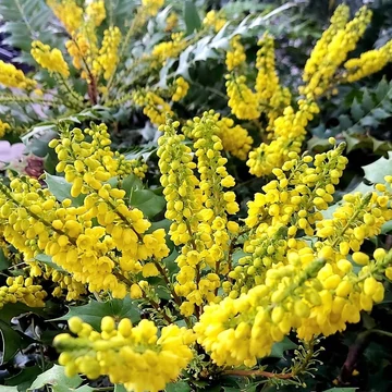 Mahonia media 'Charity' - mahónia - CS17