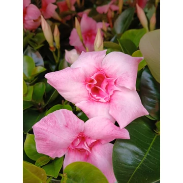 Mandevilla Sundaville 'Double Blush Pink'- telt virágú tölcsérjázmin - CS12