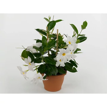 Mandevilla 'Rio White' - tölcsérjázmin - CS10,5