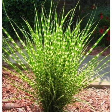 Miscanthus sinensis 'Little Zebra' - zebrafű - CS13