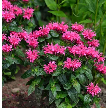 Monarda didyma 'Baby Spice' - méhbalzsam -CS11