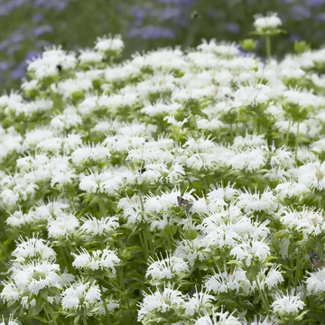 Monarda hybrida 'Schneewittchen' - méhbalzsam - CS11