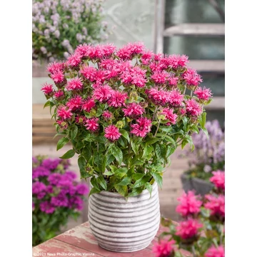 Monarda didyma 'Cranberry Lace' - méhbalzsam - CS11