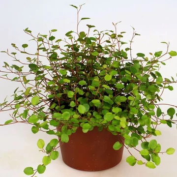 Muehlenbeckia complexa - porccserje, angyalszőlő - CS12