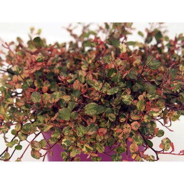Muehlenbeckia complexa 'Pink Camouflage' - porccserje, angyalszőlő - CS12