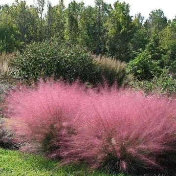 Muhlenbergia capillaris - vattacukorfű - CS17