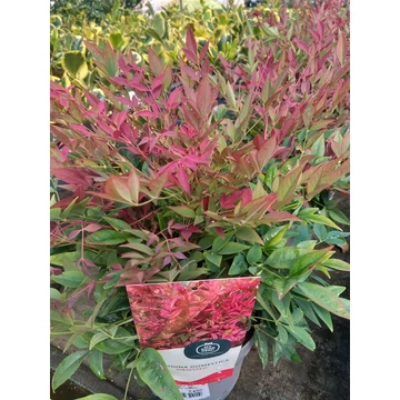 Nandina domestica 'Obsessed' - japán szentfa - CS13
