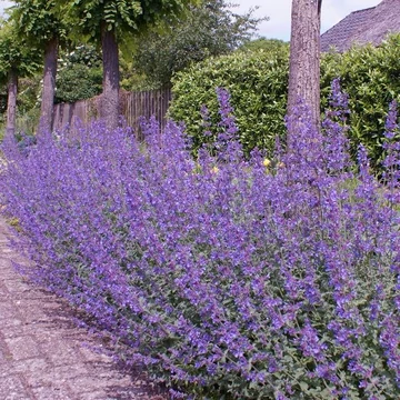 Nepeta faassenii 'Walker’s Low' - macskamenta - CS12