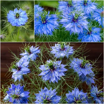 Nigella damascena 'Miss Jekyll Blue' – borzaskata - CS12