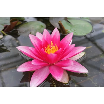 Nymphaea 'Attraction' - tavirózsa
