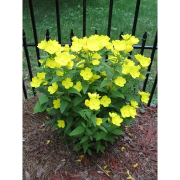 Oenothera macrocarpa 'Missouriensis'- ligetszépe - CS12