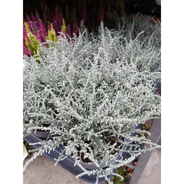 Olearia lepidophylla 'Silver Knight' - CS10,5