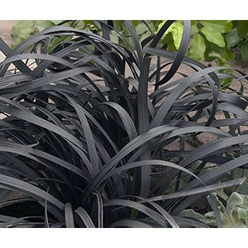 Ophiopogon planiscapus 'Niger' - kígyószakáll - CS17