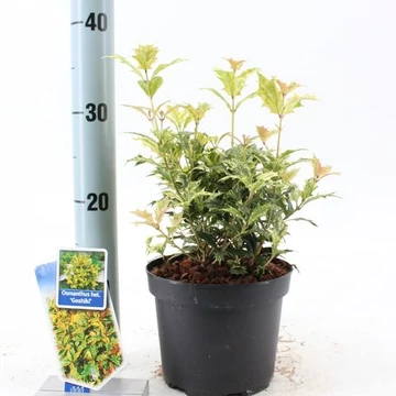 Osmanthus  heterophyllus 'Goshiki' - tarkalevelű illatcserje - CS15