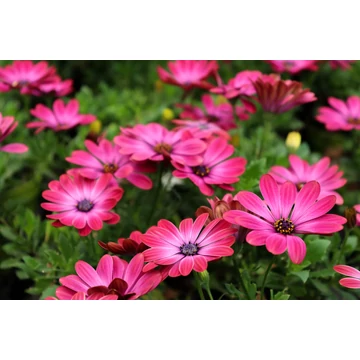 Osteospermum ecklonis 'Pop Eyes Neon Power' - cseppecske virág - CS12