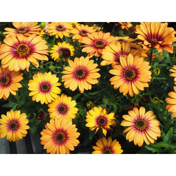 Osteospermum ecklonis 'Pop Eyes Pure Orange' - cseppecske virág - CS12
