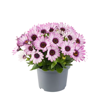 Osteospermum ecklonis 'Dalina Purple Reflection' - cseppecske virág - CS12