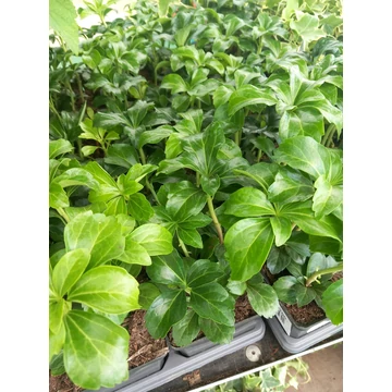 Pachysandra terminalis 'Green Sheen' - japán kövérke - CS9