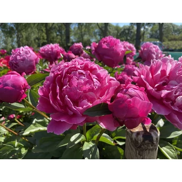 Paeonia lactiflora 'Sarah Bernhardt' - pünkösdirózsa, bazsarózsa - CS11