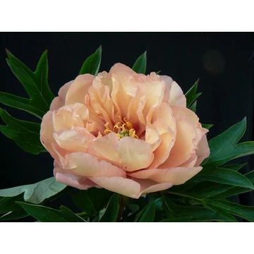 Paeonia itoh 'Canary Brillant' - pünkösdirózsa, bazsarózsa - CS14