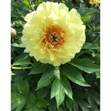 Paeonia itoh 'Garden Treasure'- pünkösdirózsa, bazsarózsa - CS14