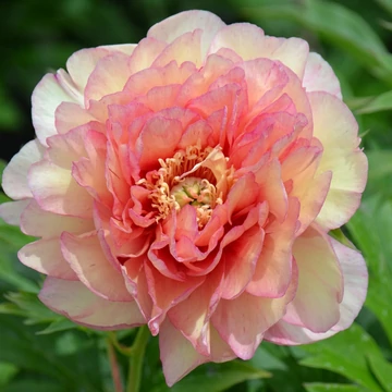 Paeonia itoh 'Scrumdidleumptious' - pünkösdirózsa, bazsarózsa - CS14