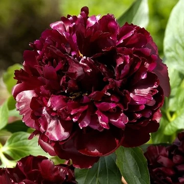Paeonia lactiflora 'Black Beauty' - pünkösdirózsa, bazsarózsa - CS14