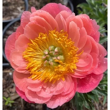 Paeonia lactiflora 'Coral Sunset' - pünkösdirózsa, bazsarózsa - CS11