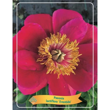 Paeonia lactiflora 'Eventide' - pünkösdirózsa, bazsarózsa - CS11