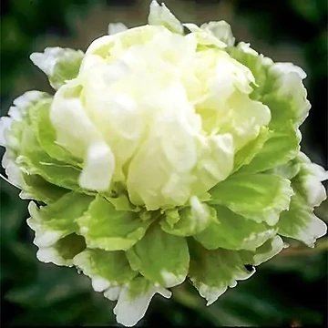 Paeonia lactiflora 'Green Halo' - pünkösdirózsa, bazsarózsa - CS14