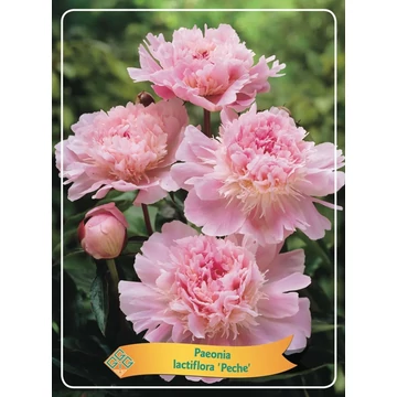 Paeonia lactiflora 'Pecher' - pünkösdirózsa, bazsarózsa - CS11