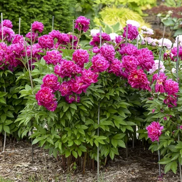 Paeonia lactiflora 'Karl Rosenfield' - pünkösdirózsa, bazsarózsa - CS11