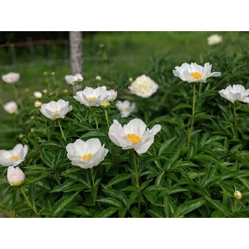 Paeonia lactiflora 'Krinkled White' - pünkösdirózsa, bazsarózsa - CS11