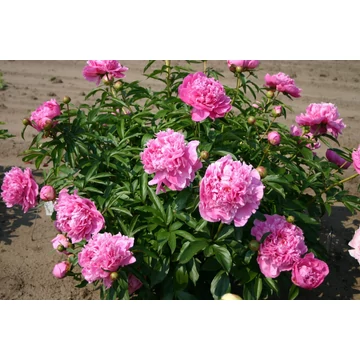 Paeonia lactiflora 'Alexander Fleming' - pünkösdi rózsa, bazsarózsa - CS11