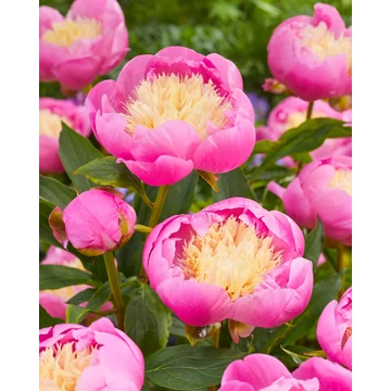 Paeonia lactiflora 'Bowl of Beauty' - pünkösdirózsa, bazsarózsa - CS11