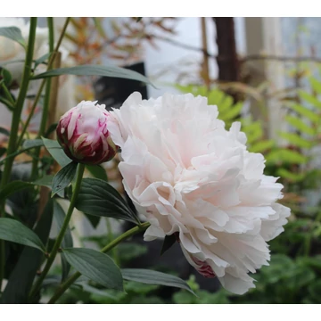 Paeonia lactiflora 'Shirley Temple' - pünkösdirózsa, bazsarózsa - CS11