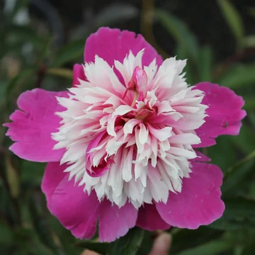 Paeonia lactiflora 'Celebrity' - pünkösdirózsa, bazsarózsa - CS14