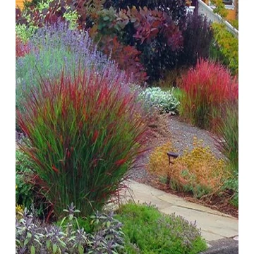 Panicum virgatum 'Sangria' - vesszős köles - CS13