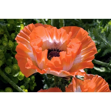 Papaver orientale 'Picotee' - díszmák - CS11