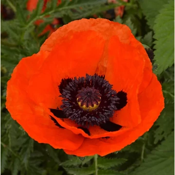 Papaver orientale 'Eye Catcher' - díszmák - CS11