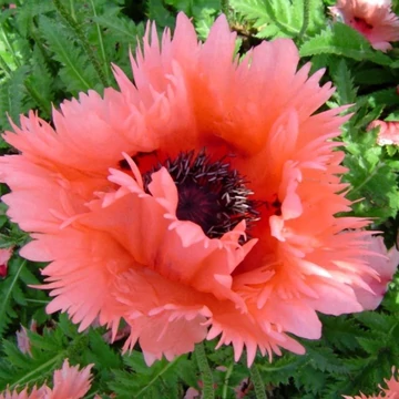 Papaver orientale 'Fornsett Summer' - díszmák - CS11