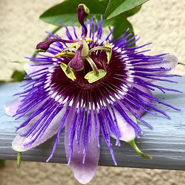 Passiflora caerulea 'Purple Haze' - golgotavirág - CS14