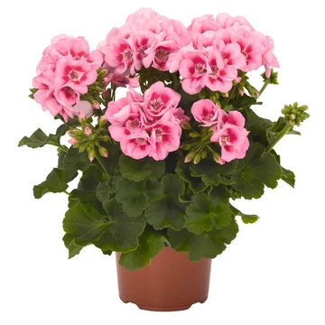 Pelargonium zonale 'Dolce Vita Linus/Pink Eye' – bokor vagy álló muskátli - CS12