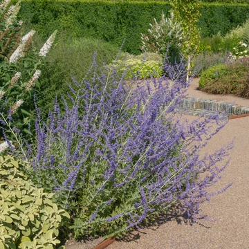 Perovskia atriplicifolia 'Prime Time'- sudárzsálya - CS15