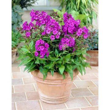 Phlox paniculata 'Dusterlohe' – bugás lángvirág - CS11