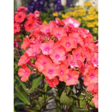 Phlox paniculata 'Adessa Orange' – bugás lángvirág - CS12