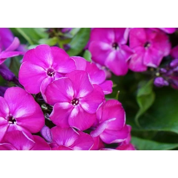 Phlox paniculata 'Bambini Desire' – bugás lángvirág - CS12